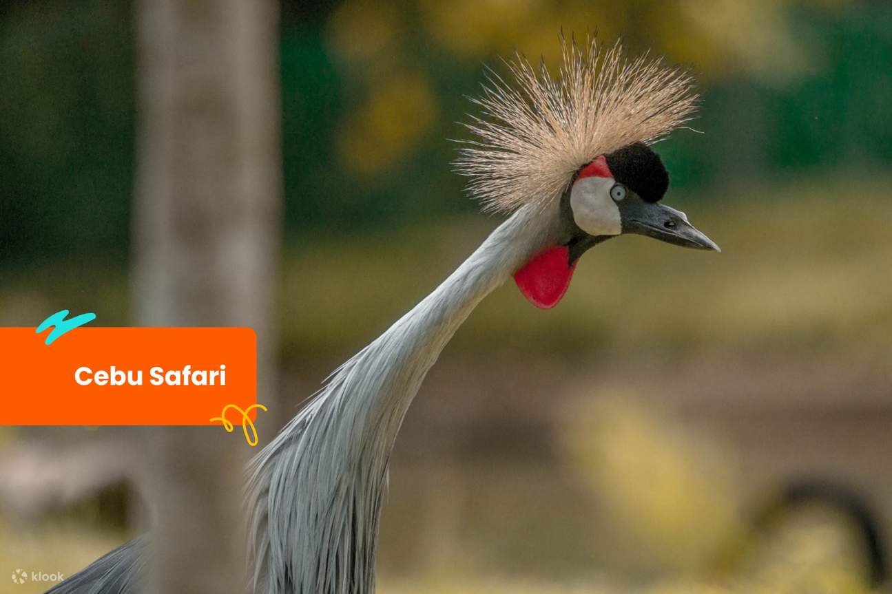 себу сафари